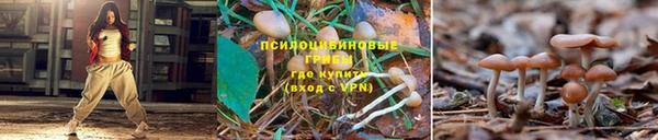 прущие грибы Сатка